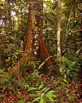 Forêt tropicale guyanaise. Image : Dominique Lamiable.