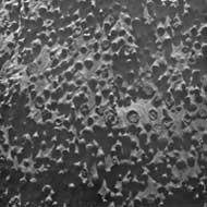 "Myrtilles" sur Mars. Image NASA.